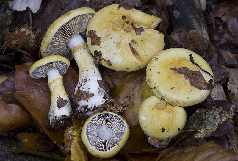 Cortinarius delibutus